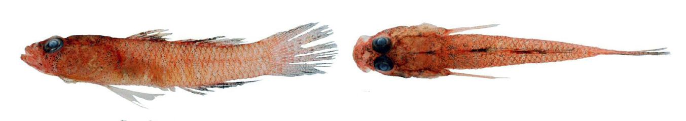 Odondebuenia balearica_002